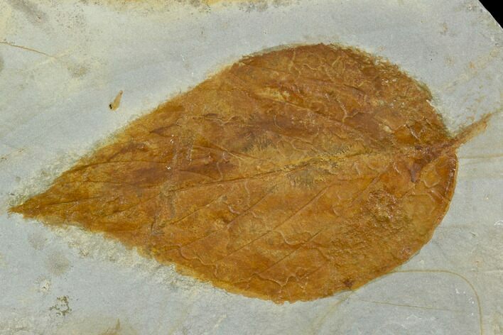 Fossil Hackberry (Celtis) Leaf - Montana #120797